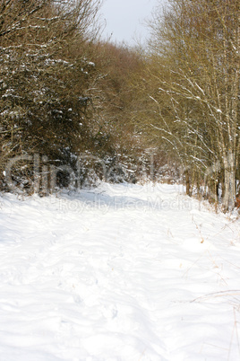 Winterwald  Winter forest