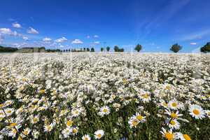 Chamomile field on a sunny May day