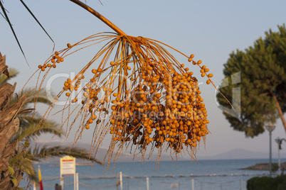 yellow Ripe fruits dates swaying to the wind on date palm on the blue sky background dates fruit on the palm tree photo