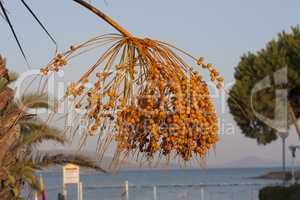 yellow Ripe fruits dates swaying to the wind on date palm on the blue sky background dates fruit on the palm tree photo