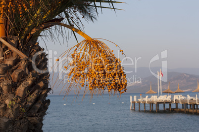 Orange Palm Fruits - Canary Date Palm photo