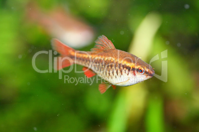 Bitterlingsbarbe Cherry barb  (Puntius titteya)