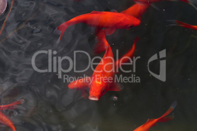 Beautiful goldfish swim in the garden pond