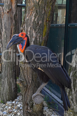 Bucorvus Abyssinicus