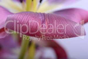 spring flowers banner - pink tulip flowers on abstract background