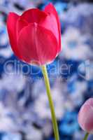 spring flowers banner - red tulip flowers on blue background