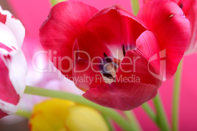 spring flowers banner - bunch of red and yellow tulip flowers on red background