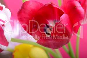 spring flowers banner - bunch of red and yellow tulip flowers on red background