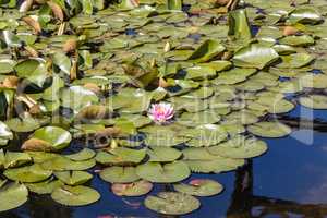 Garden of the Butterflies Friedrichsruh - Water lilies