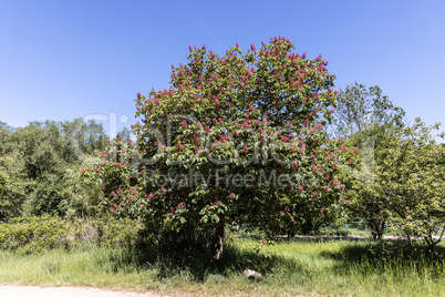 Near the Garden of the Butterflies Friedrichsruh a blooming tree