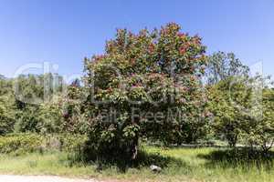 Near the Garden of the Butterflies Friedrichsruh a blooming tree