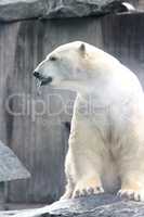 Eisbär   polar bear   (ursus maritimus)