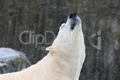 Eisbär   polar bear   (ursus maritimus)