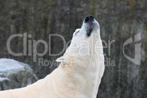 Eisbär   polar bear   (ursus maritimus)