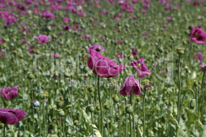 Field of red violett Poppy Flowers in Summer