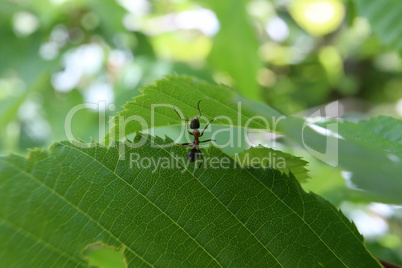 Black ant runs on a green leaf