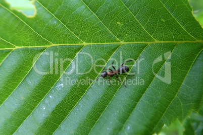 Black ant runs on a green leaf