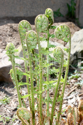 A ferns (pteridophyta) at the first sprouting in spring .Ein Farn (Pteridophyta) beim ersten Austreiben im Frühling