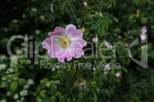 The wild rose Bush blooms in the spring