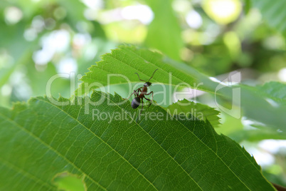 Black ant runs on a green leaf