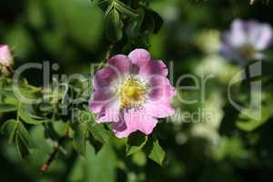 The wild rose Bush blooms in the spring