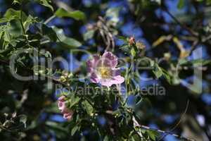 The wild rose Bush blooms in the spring