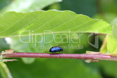 blue beetle on foliage in the forest