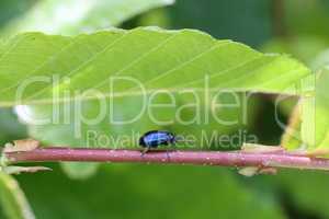 blue beetle on foliage in the forest
