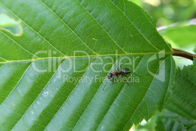 Black ant runs on a green leaf