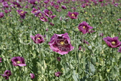 Field of red violett Poppy Flowers in Summer