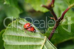 macro photo ladybugs making love on green leaves
