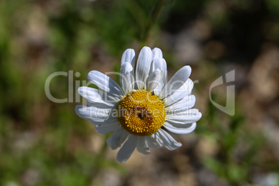 A group of white daisies in the meadow