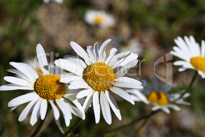 A group of white daisies in the meadow