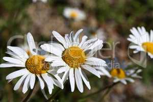 A group of white daisies in the meadow