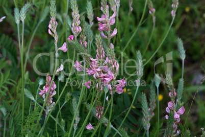 Wildflowers on a blurred green meadow background