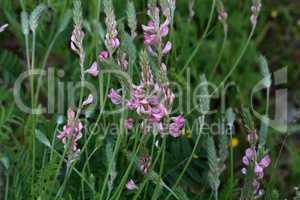 Wildflowers on a blurred green meadow background