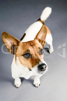 Jack Russell Terrier Portrait