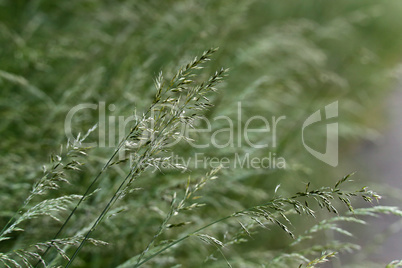 Wild grass spike on blurry green background