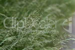 Wild grass spike on blurry green background