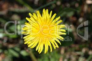 Löwenzahnblüte dandelion  ( taraxacum sect ruderalia)