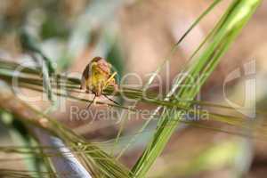 A stink bug on green leaves, close-up