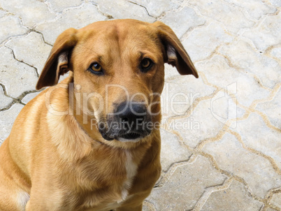 Golden Labrador breed dog, in front view, looking at camera.