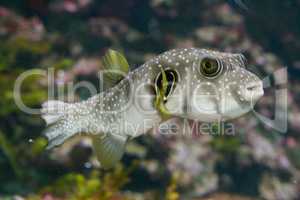 Kugelfisch  Pufferfish   (Tetraodontidae)