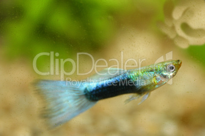 Guppy   (Poecilia reticulata)