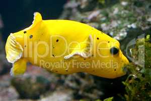 Gelbbrauner Kofferfisch   yellow boxfish  (Ostracion cubicus)