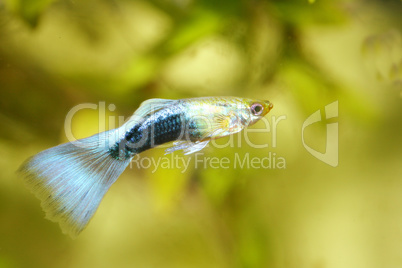 Guppy   (Poecilia reticulata)