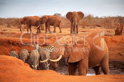 Big red elephants with some zebras on a waterhole, on safari in
