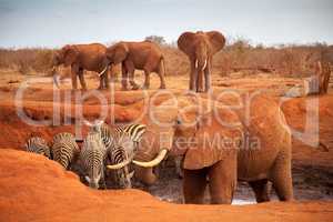 Big red elephants with some zebras on a waterhole, on safari in