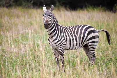 Zebra standing in the grassland in Kenya