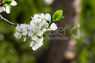 White cherry blossoms with the first green leaves